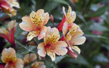 Картинка цветы альстромерия пестрая макро капли