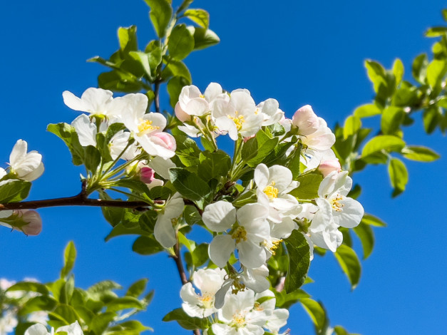 Обои картинки фото цветы, цветущие деревья ,  кустарники, яблоня, весна, ветка, цветение