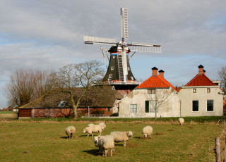 обоя разное, мельницы, нидерланды, овца