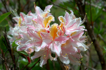 Картинка цветы рододендроны азалии нежность