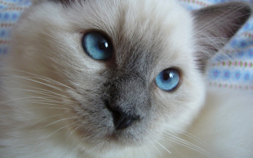 Картинка животные коты голубые глаза
