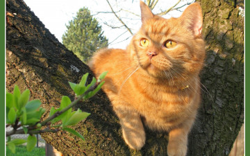 Картинка животные коты рыжий дерево