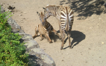 Картинка животные зебры зоопарк