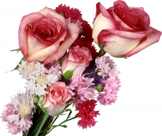 Обои картинки фото цветы, букеты, композиции, розы, васильки