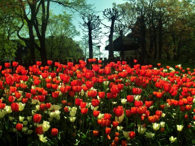 Обои картинки фото цветы, тюльпаны, много, красный, желтый
