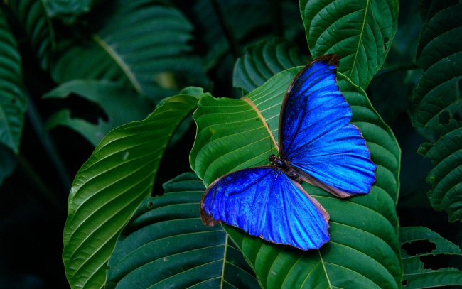 Обои картинки фото животные, бабочки, синяя, бабочка, зеленые, листья