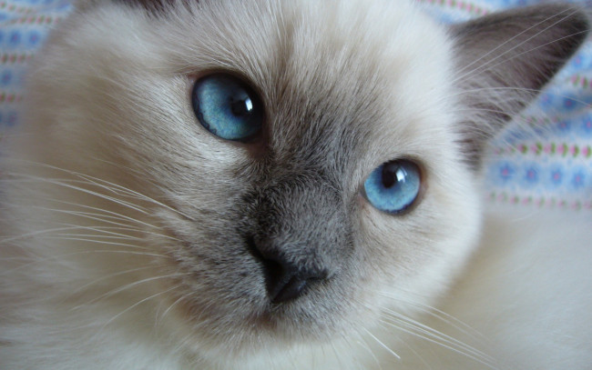Обои картинки фото животные, коты, голубые, глаза