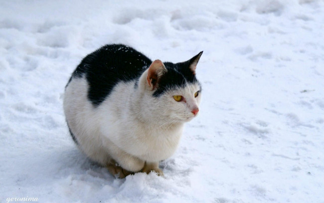 Обои картинки фото животные, коты, на, снегу