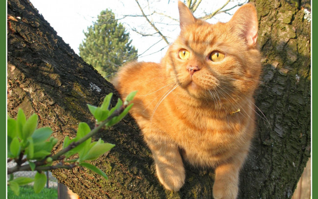 Обои картинки фото животные, коты, рыжий, дерево