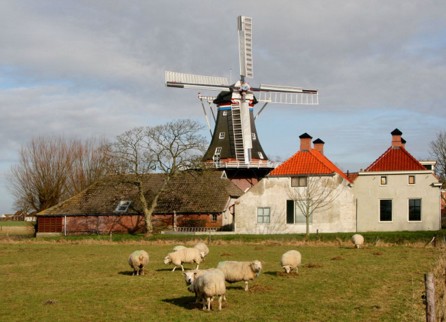 Обои картинки фото разное, мельницы, нидерланды, овца