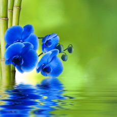 Картинка цветы орхидеи синяя орхидея бамбук вода фон отражение