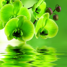 обоя цветы, орхидеи, зеленая, орхидея, отражение, вода, фон