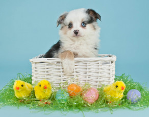 Картинка животные собаки собака пасхальные яйца пасха