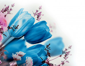 Картинка цветы разные+вместе синий тюльпаны