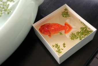 Картинка животные рыбы вид сверху вода коробка ёмкость рыбка рыба золотая ряска