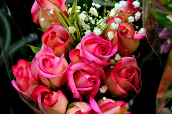 Картинка цветы розы бутоны розовый