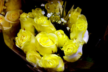 Картинка цветы розы бутоны желтый