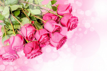 Картинка цветы розы фон розовые букет