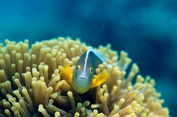 Картинка животные рыбы актиния рыбка подводный мир коралы щюпальци
