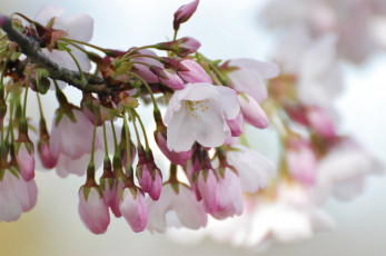 Картинка цветы сакура +вишня весна