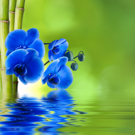 Обои картинки фото цветы, орхидеи, синяя, орхидея, бамбук, вода, фон, отражение