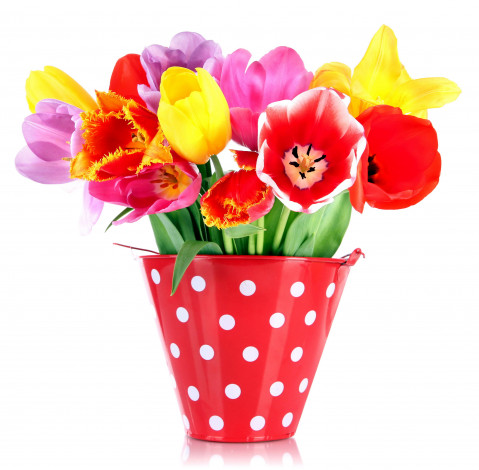 Обои картинки фото цветы, тюльпаны, разноцветный, ведерко