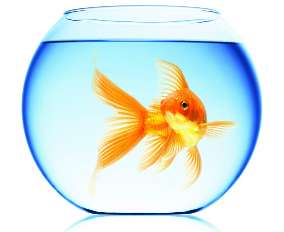 Обои картинки фото животные, рыбы, плавает, золотая, рыбка, белый, фон, отражение, вода, круглый, аквариум