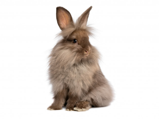 Обои картинки фото животные, кролики,  зайцы, белый, фон, серый, зайка