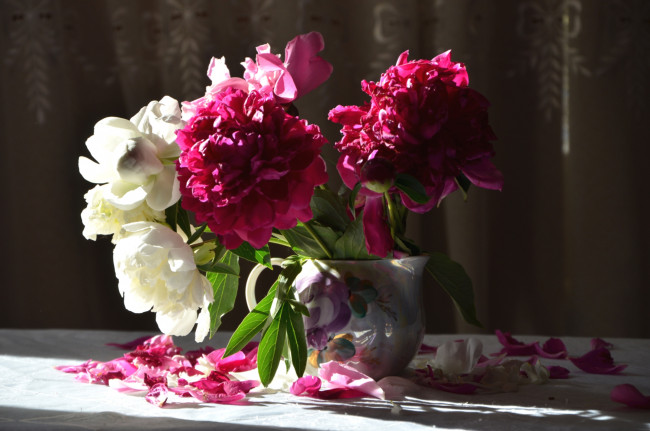 Обои картинки фото цветы, пионы, букет