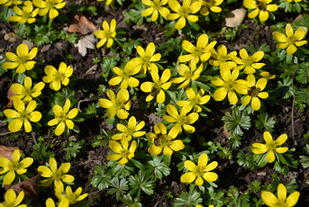 Картинка цветы весна первоцветы жёлтые полянка пчёлы
