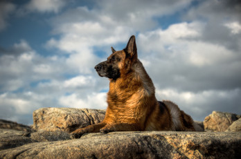 Картинка животные собаки взгляд собака немецкая овчарка