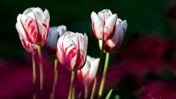 Картинка цветы тюльпаны пестрый