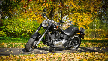 обоя harley davidson, мотоциклы, harley-davidson, davidson, harley