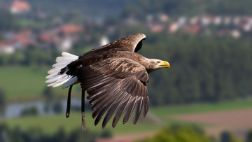 Картинка животные птицы+-+хищники полет птица крылья орел