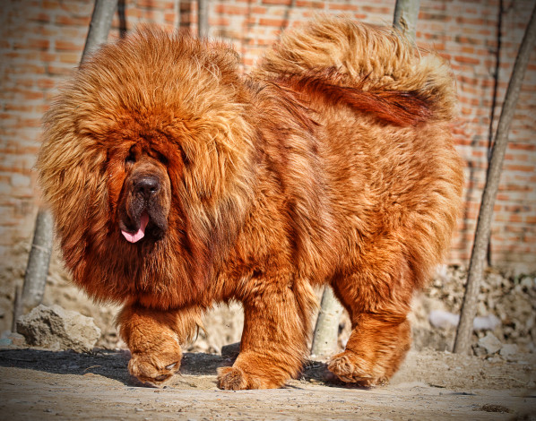 Обои картинки фото тибетский мастиф, животные, собаки, собака, тибетский, мастиф