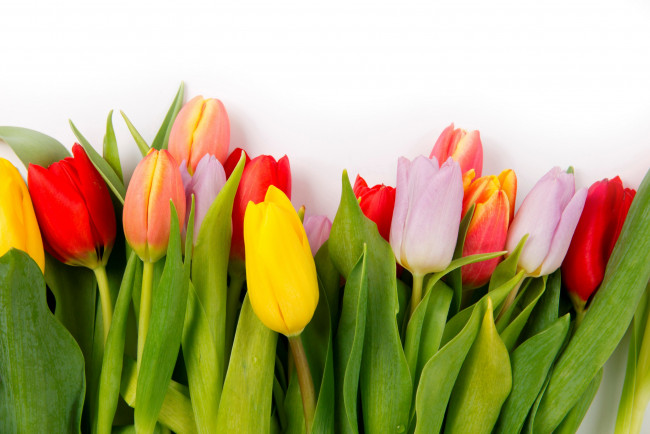 Обои картинки фото цветы, тюльпаны, разноцветный