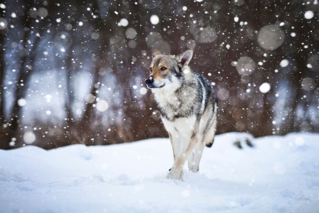Обои картинки фото животные, собаки, wolfdog, собака, снег