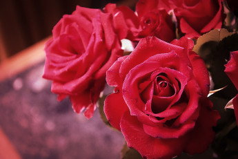 Картинка цветы розы бутоны макро лепестки