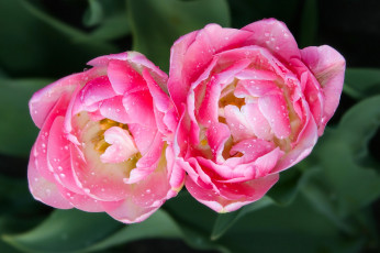 Картинка цветы тюльпаны дуэт макро бутоны капли