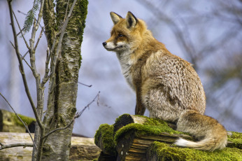 Картинка животные лисы лиса рыжая хищник дерево