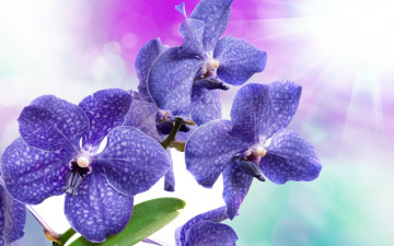 Картинка цветы орхидеи орхидея flowers