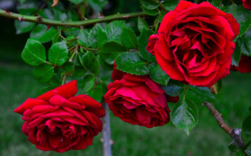 Картинка цветы розы бутоны розовый куст