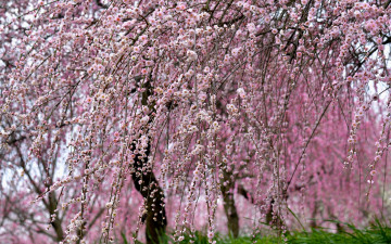 Картинка цветы сакура +вишня цветение ветки деревья вишня весна сад