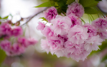 Картинка цветы сакура +вишня цветки ветка вишня макро весна цветение