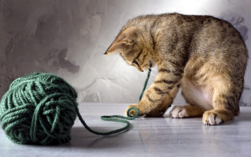 Картинка животные коты котенок клубок нитка игра