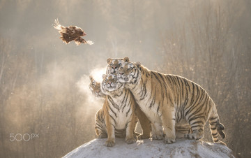 Картинка животные тигры полёт добыча молодые