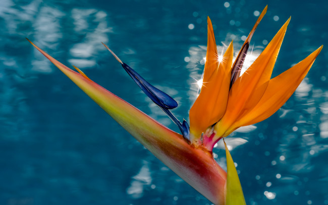 Обои картинки фото цветы, стрелиция , райская птица, макро, райская, птица, фон, стрелитция, вода