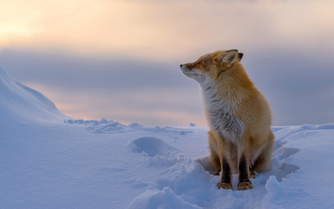 Обои картинки фото животные, лисы, зима, снег, рыжая, лиса