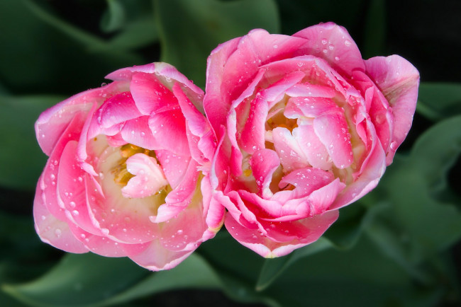 Обои картинки фото цветы, тюльпаны, дуэт, макро, бутоны, капли