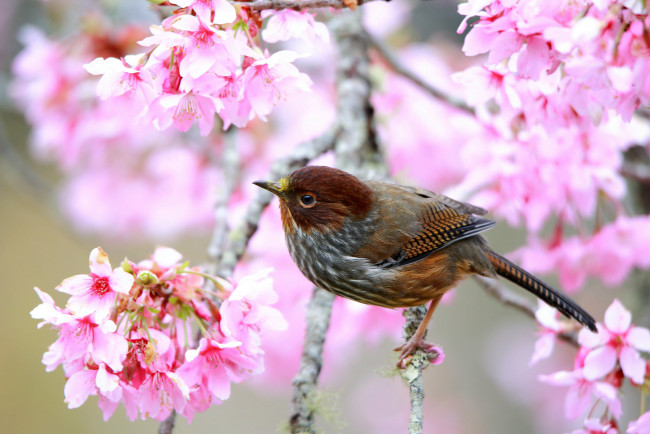 Обои картинки фото животные, птицы, ветка, весна, цветение, дерево, птица